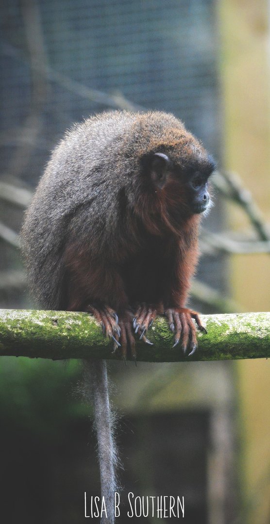 red titi monkey