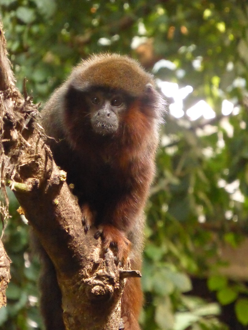 Red Titi Monkey