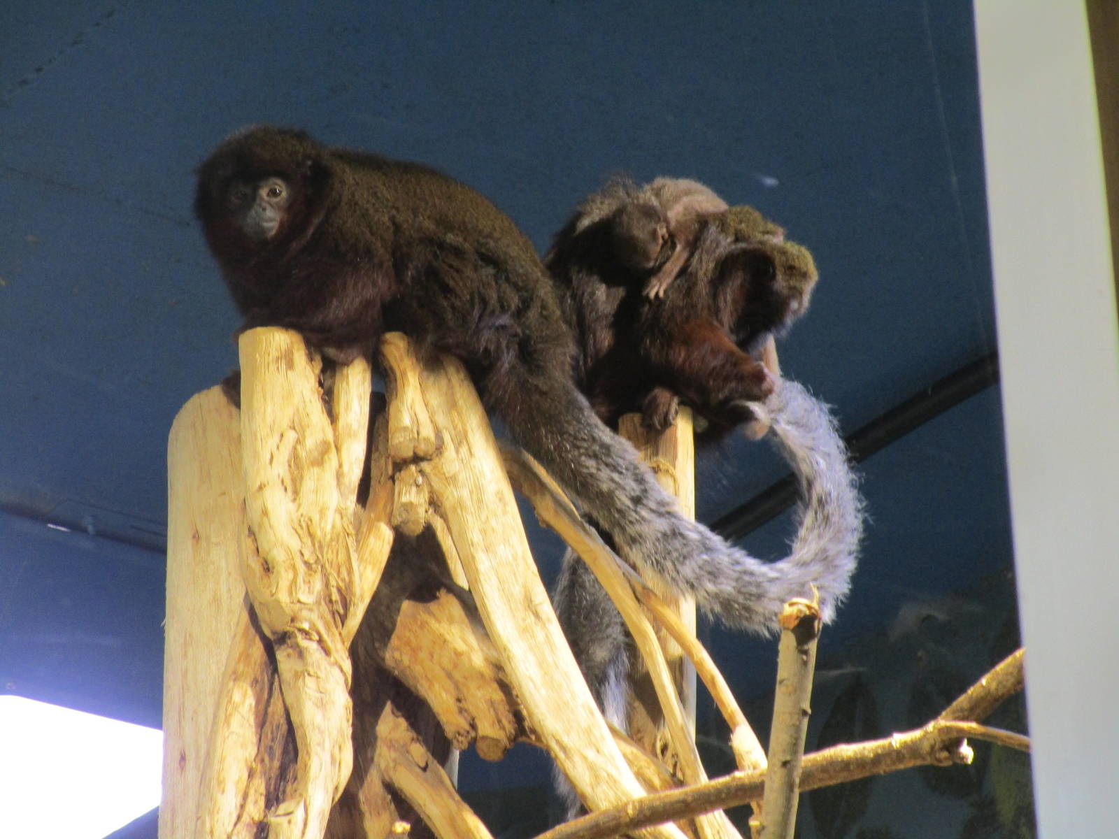 Red Titi Monkeys - 24/03/15