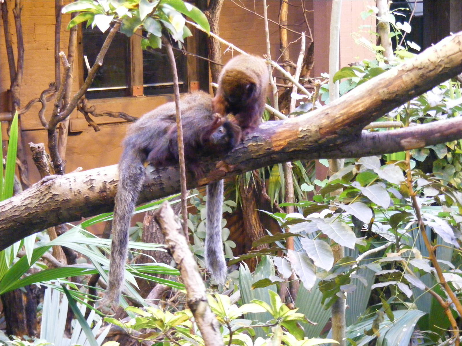 Red Titi Monkeys at London Zoo, 15 January 2011