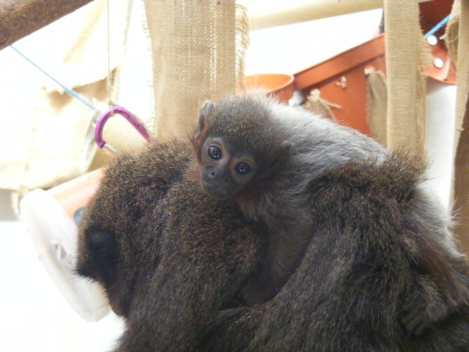 Red titi monkeys at Twycross Zoo, 29 August 2010