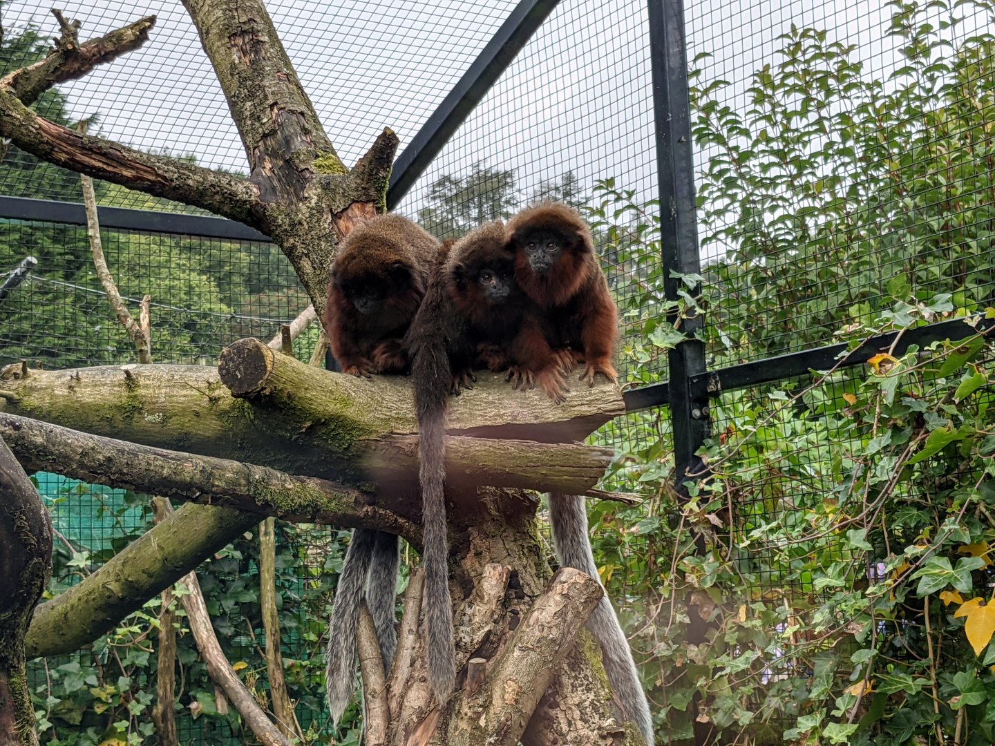 Red Titi Monkeys
