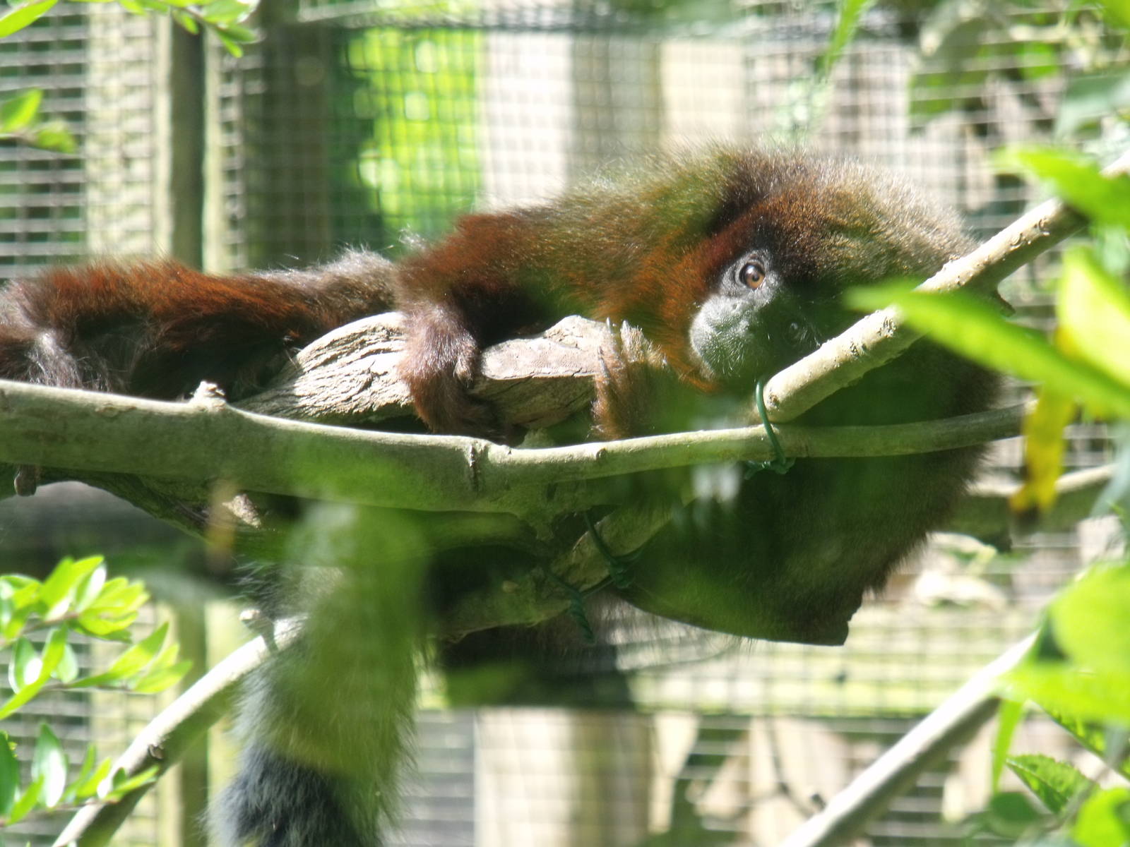 Red Titi Monkeys