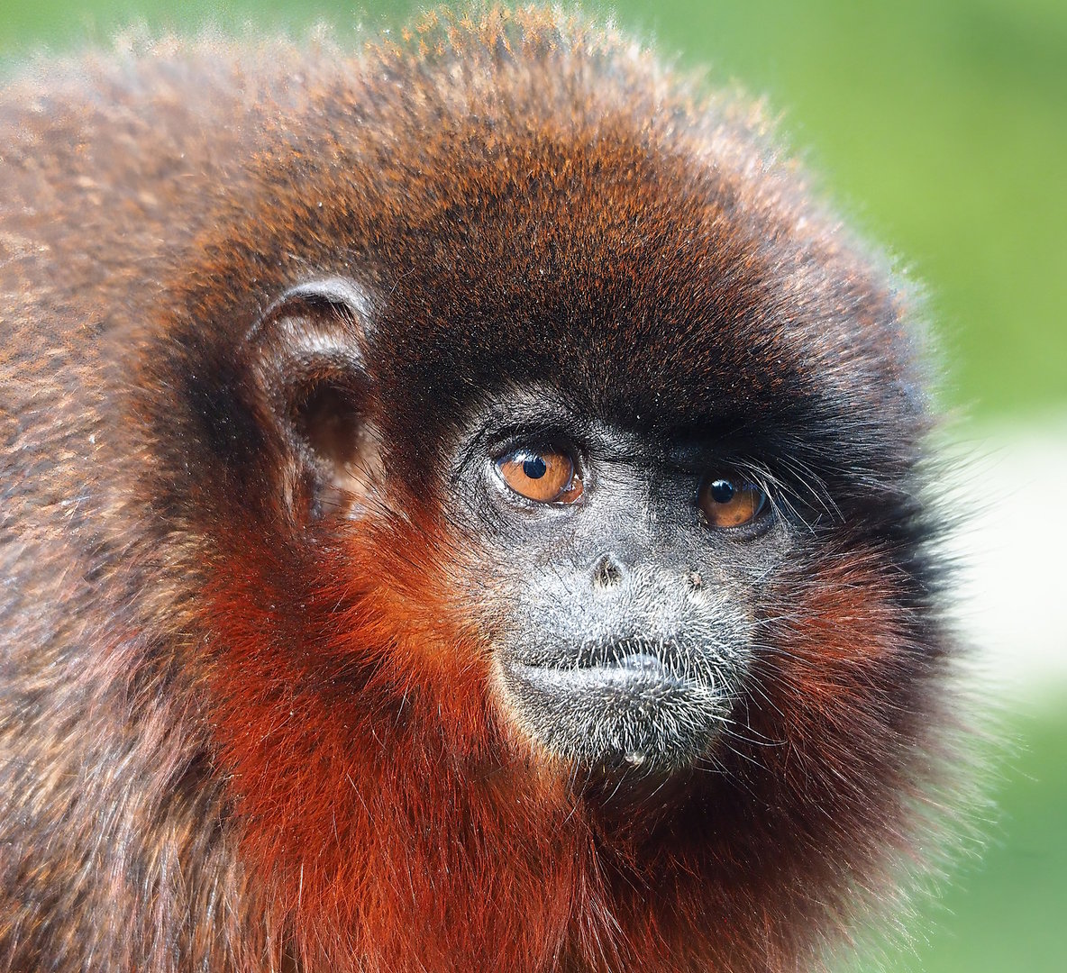 Red titi (Plecturocebus cupreus), 2022-08-28