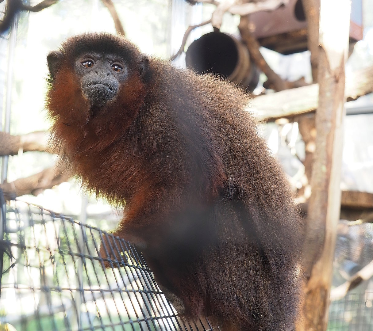 Red titi (Plecturocebus cupreus), 2022-10-09