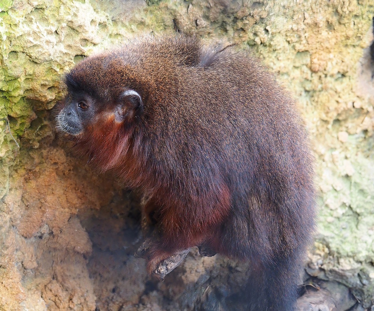 Red titi (Plecturocebus cupreus), 2022-10-09