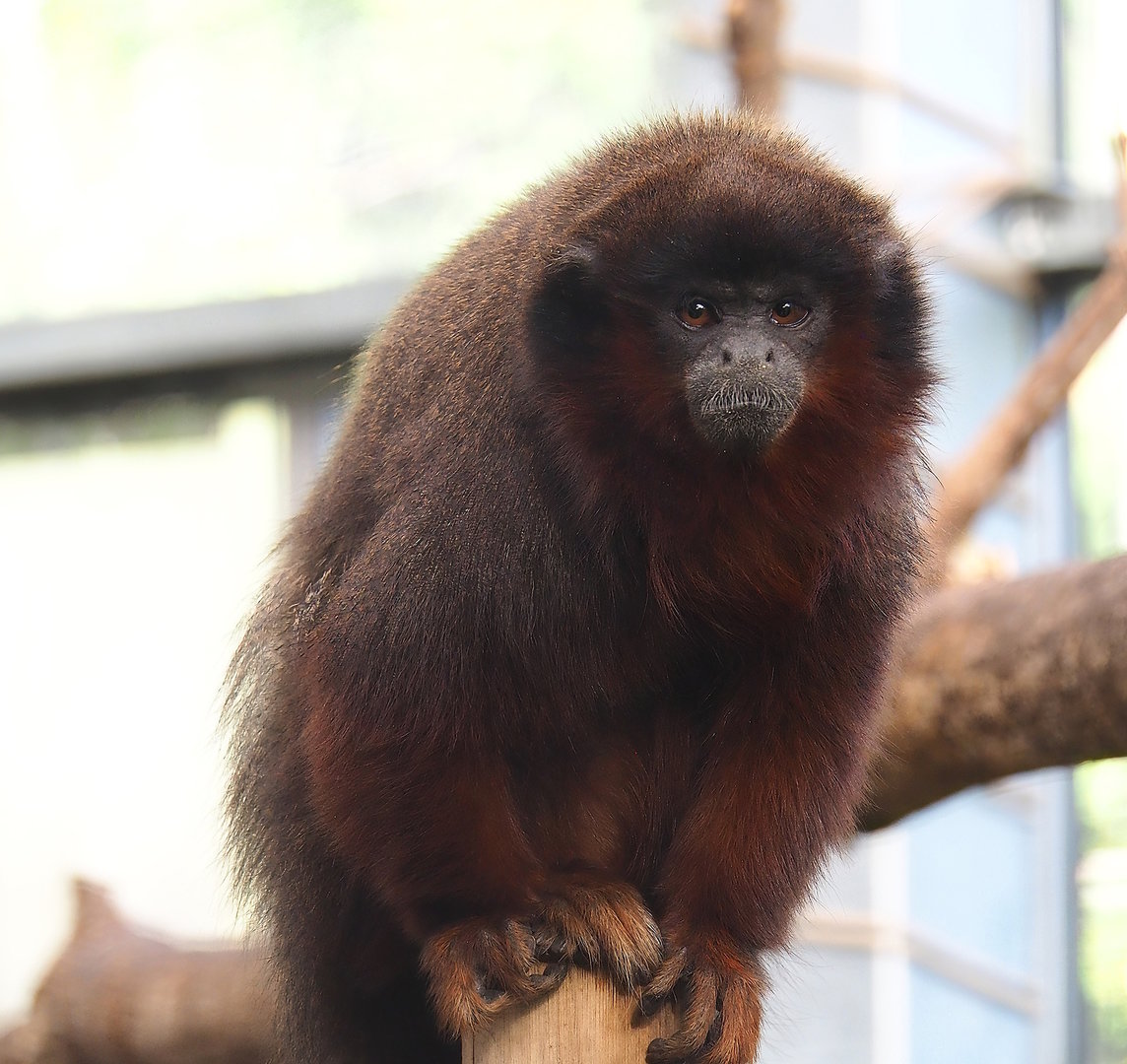 Red titi (Plecturocebus cupreus), 2022-10-09