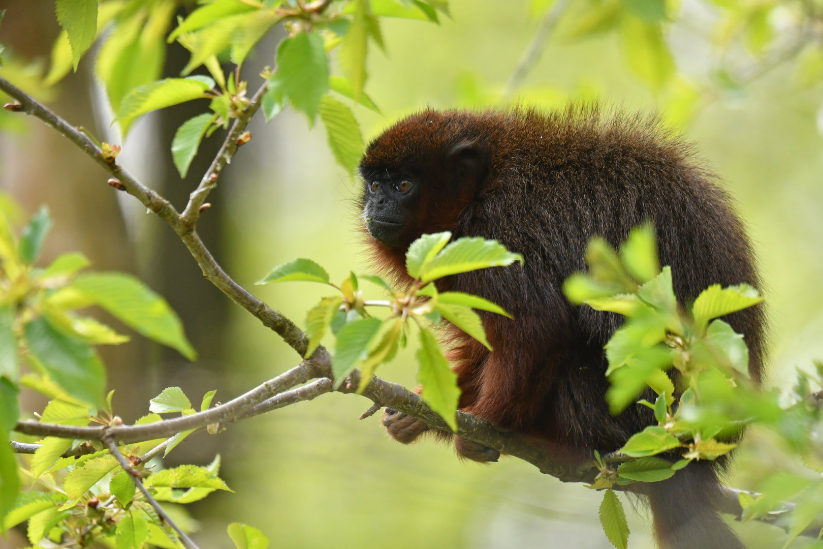 Red titi (Plecturocebus cupreus)