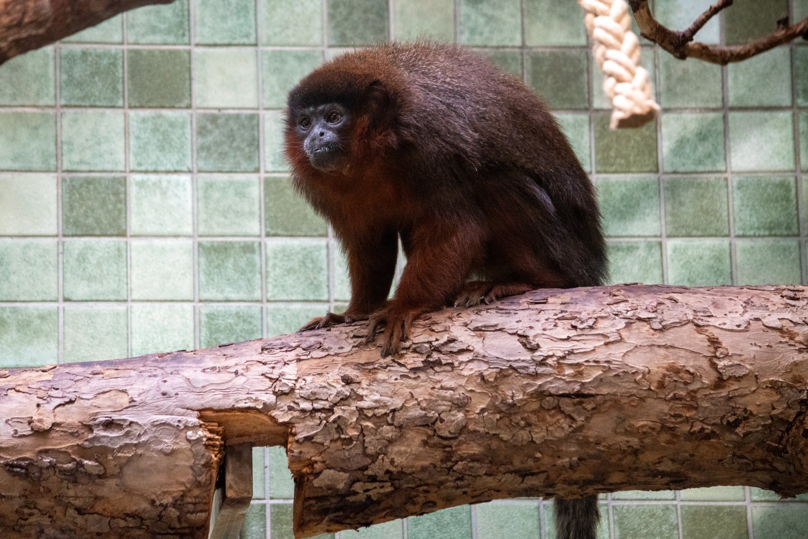 Red Titi (Plecturocebus cupreus)