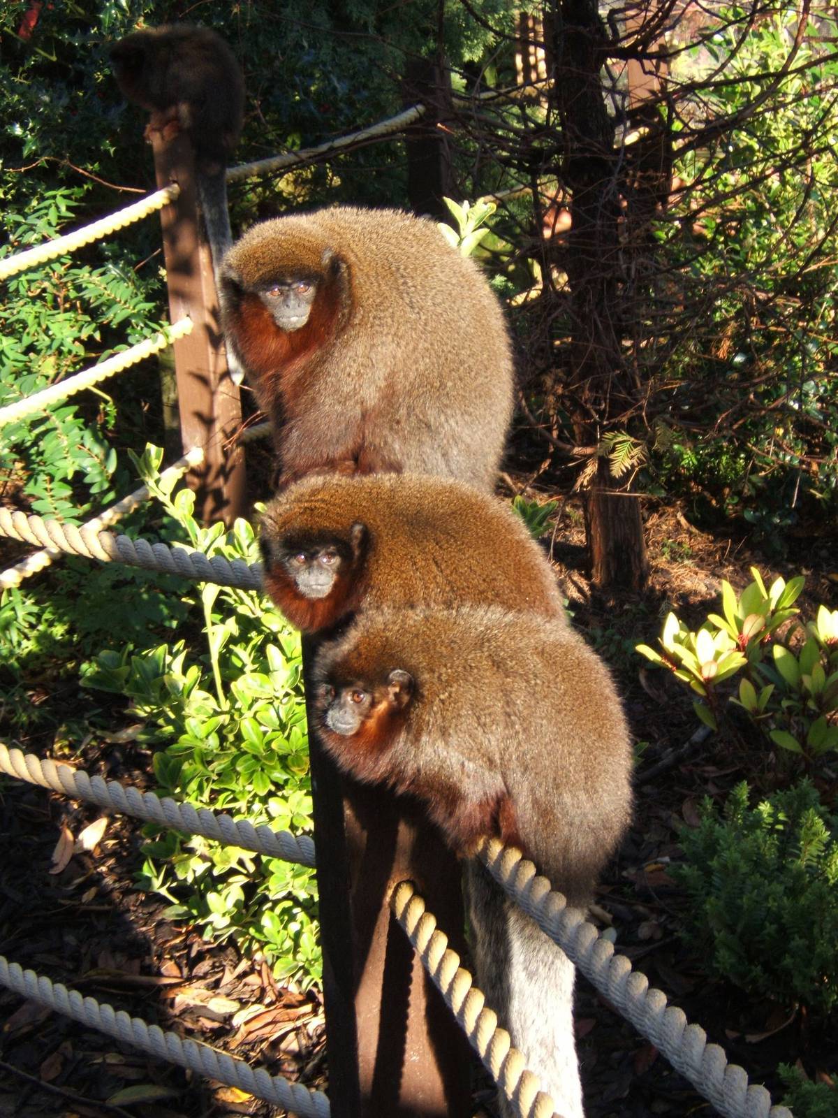 Red Titi`s at Blackpool Zoo