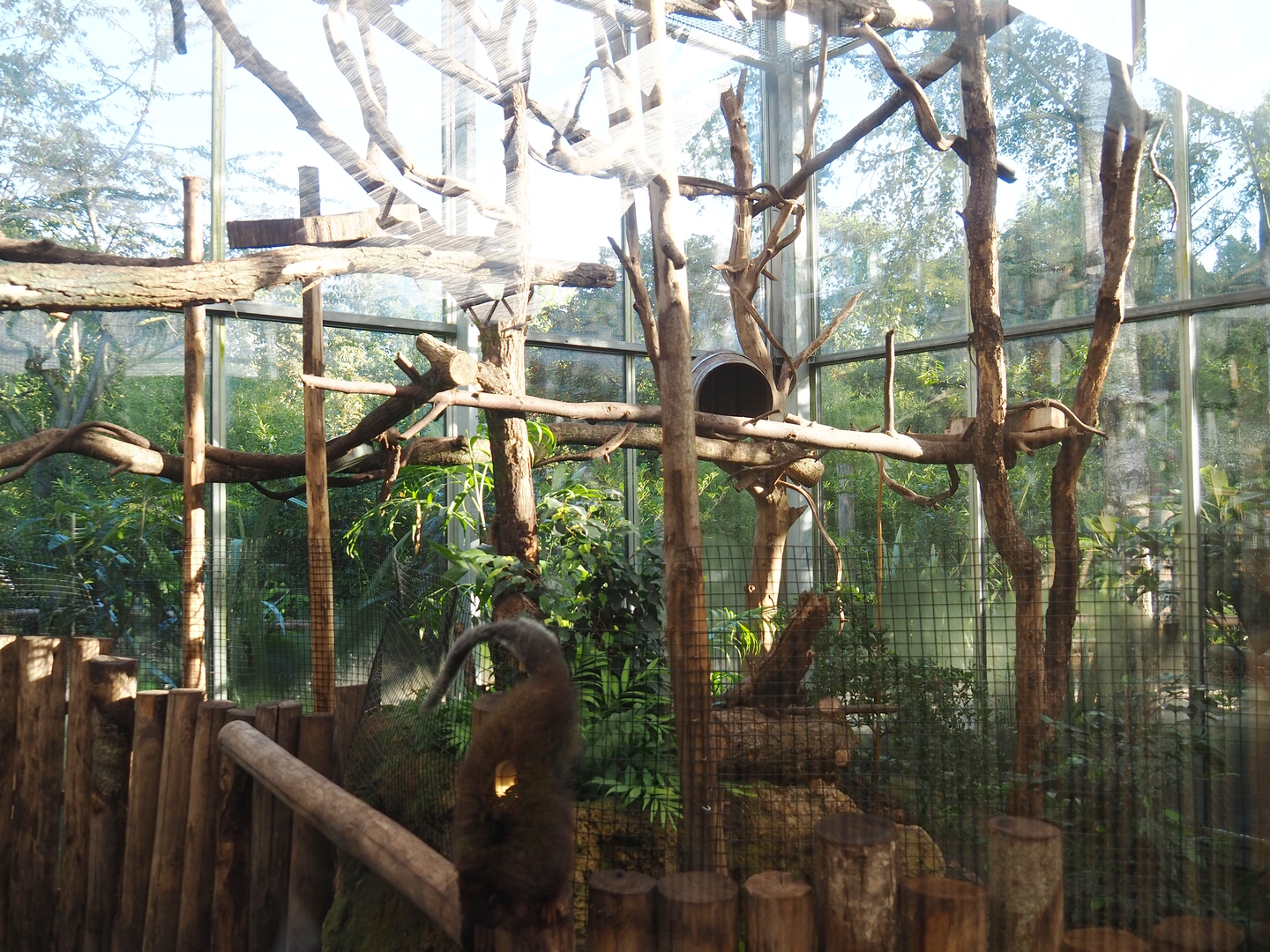 Red titi/Southern tamandua/Azara's agouti exhibit, 2022-10-09