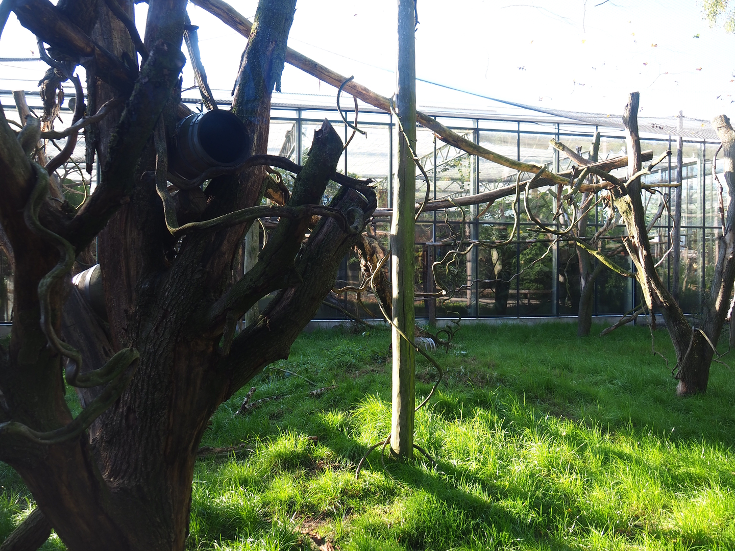 Red titi/Southern tamandua/Azara's agouti outdoor exhibit, 2022-10-09