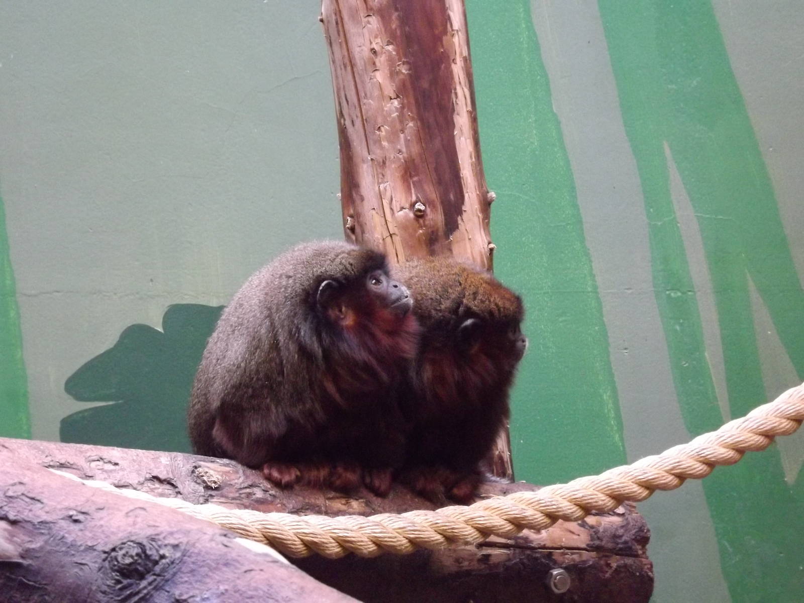 Red titi's at Blackpool Zoo 15/01/12