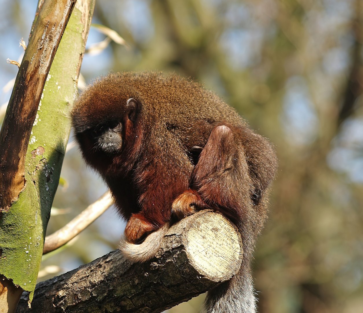 Red titis (Plecturocebus cupreus), 2010-04-18