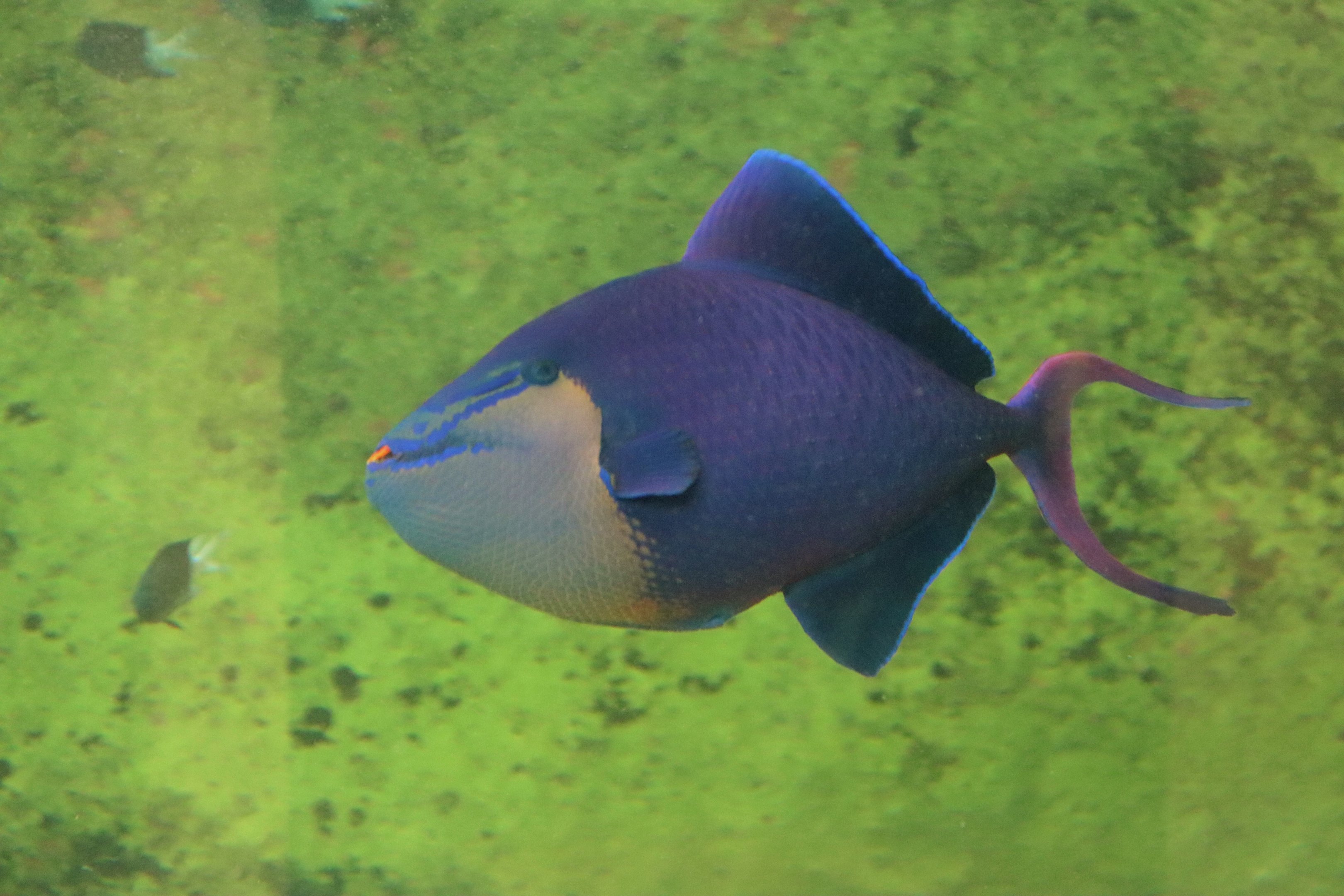 Red-toothed Triggerfish (Odonus niger)
