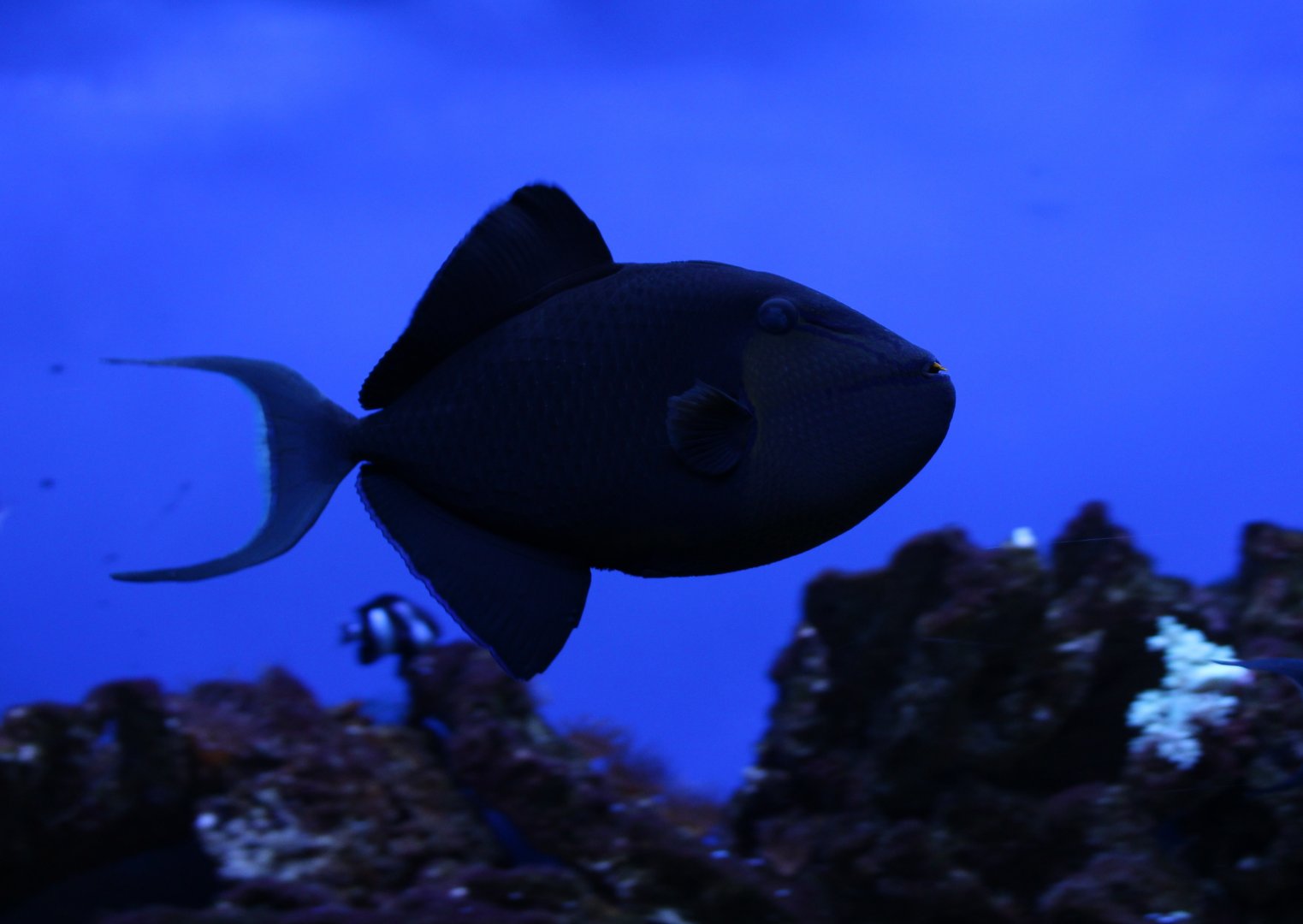 Red-toothed triggerfish - Odonus niger