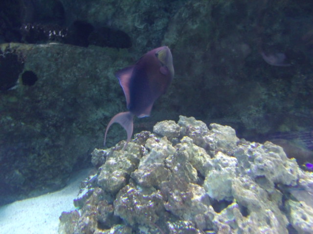 Red-Toothed Triggerfish