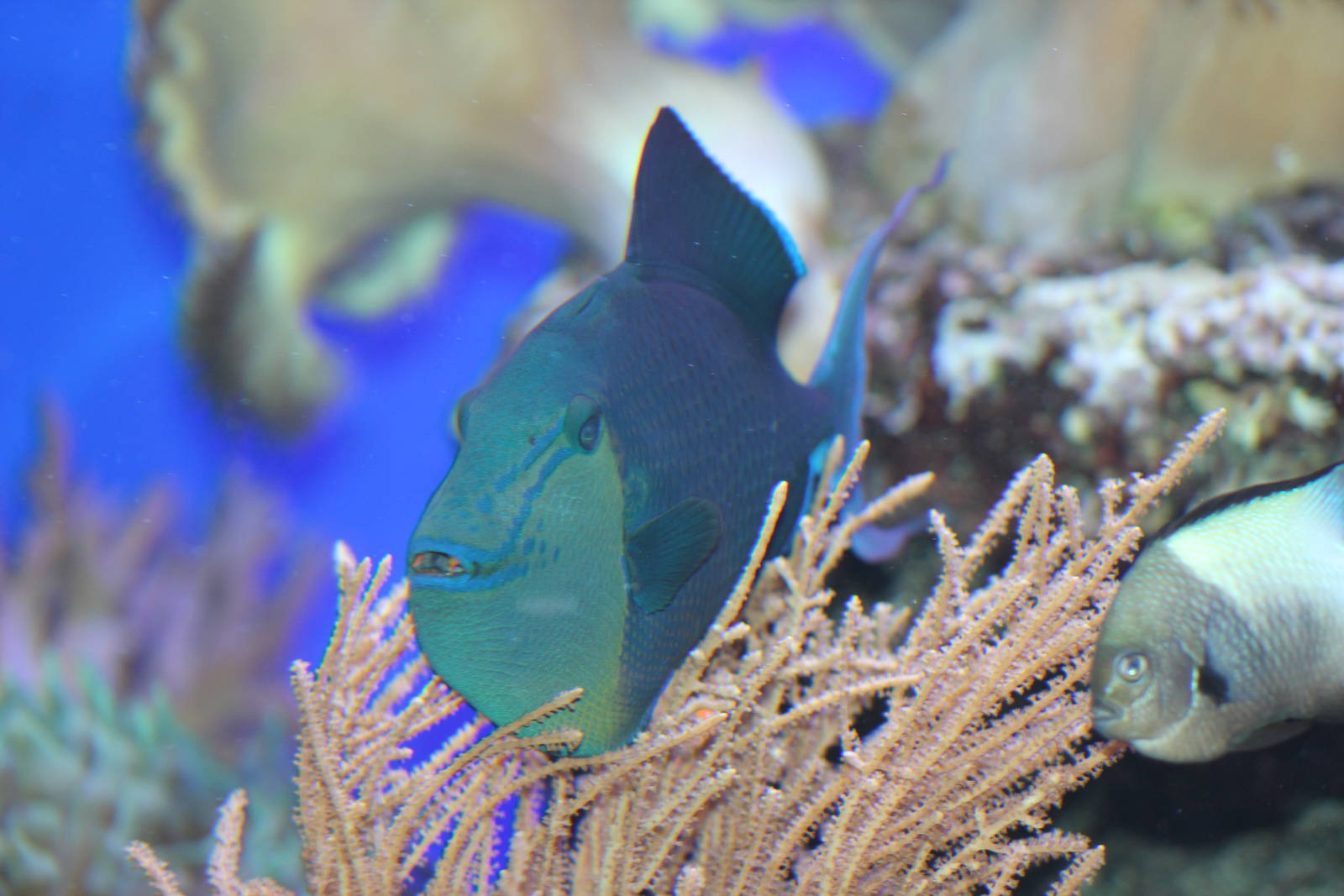 Red-toothed triggerfish