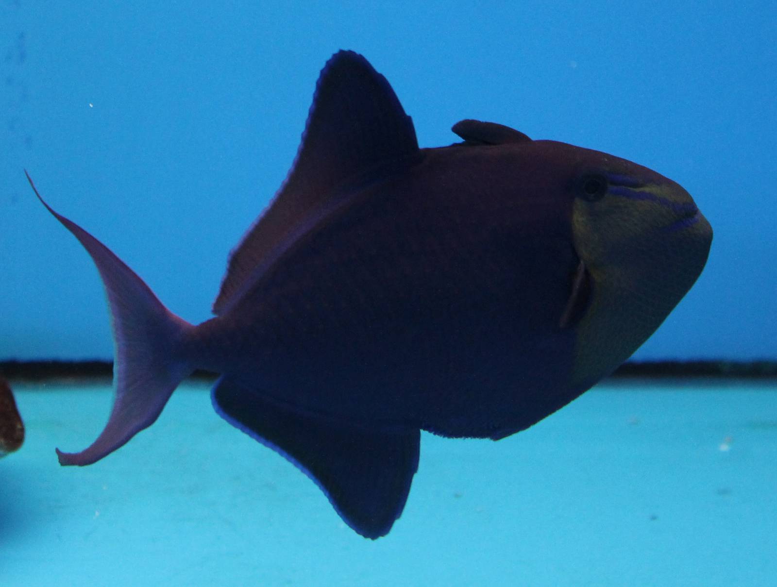 Red-toothed triggerfish