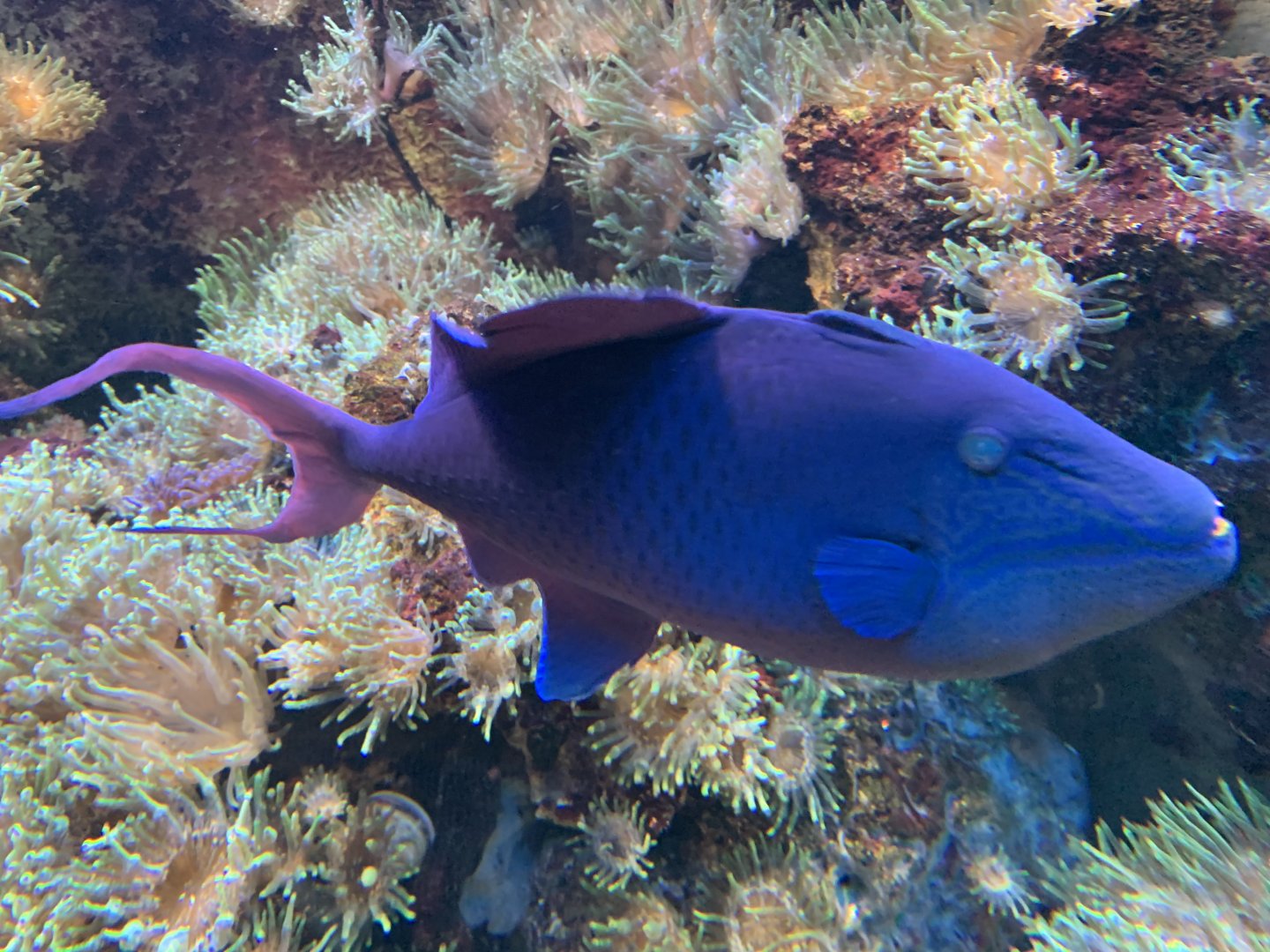 Red-toothed triggerfish
