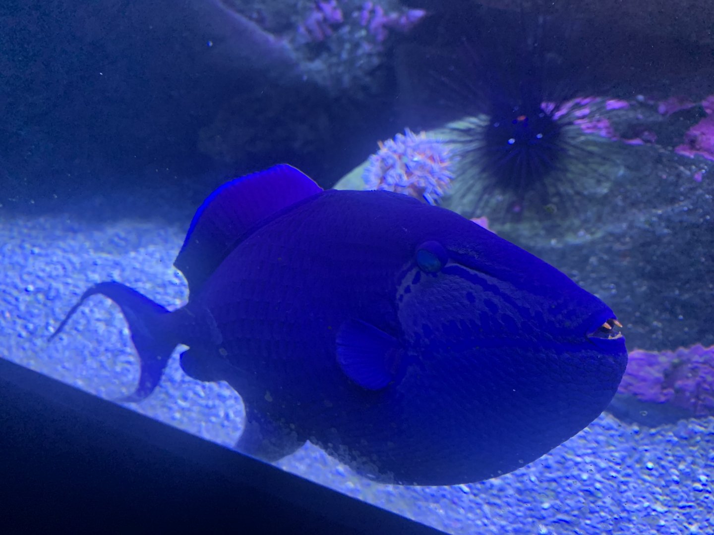 Red-toothed triggerfish