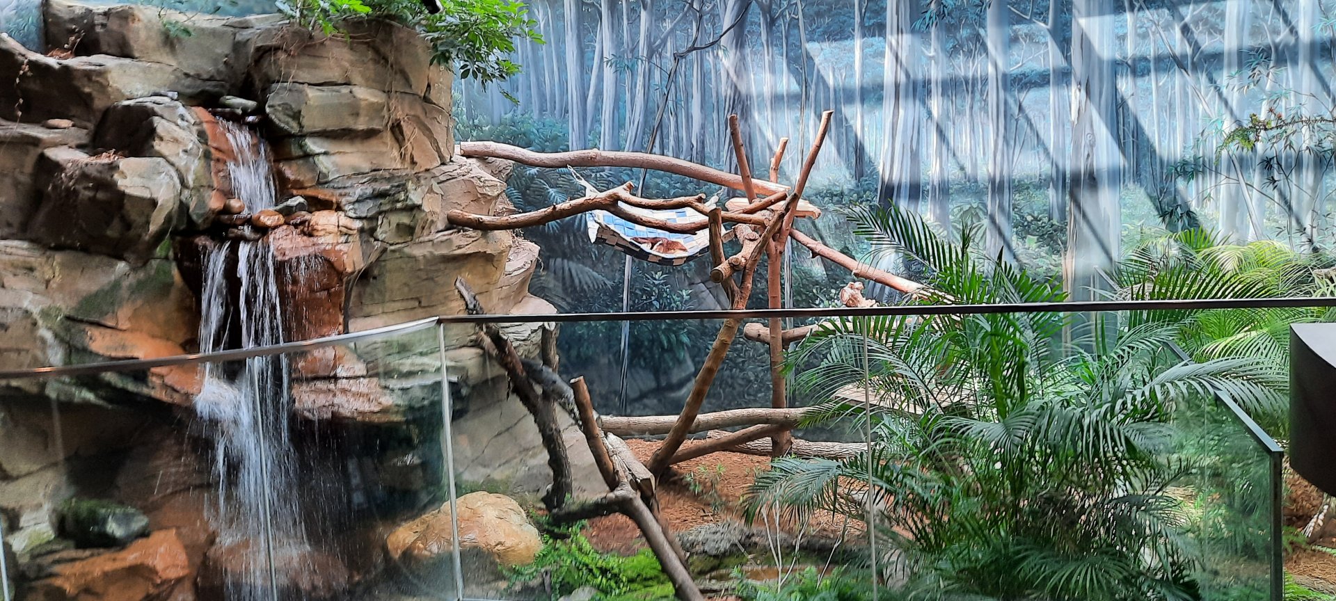 Red Tree Kangaroo Exhibit