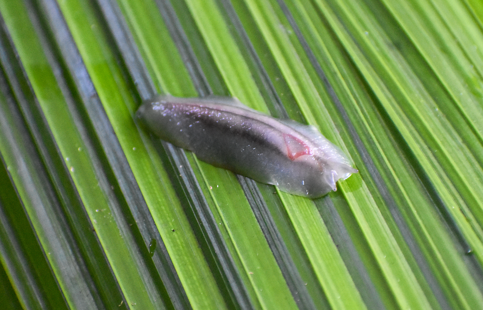 Red Triangle Slug