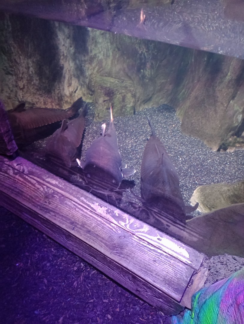 Red-tsiled catfish