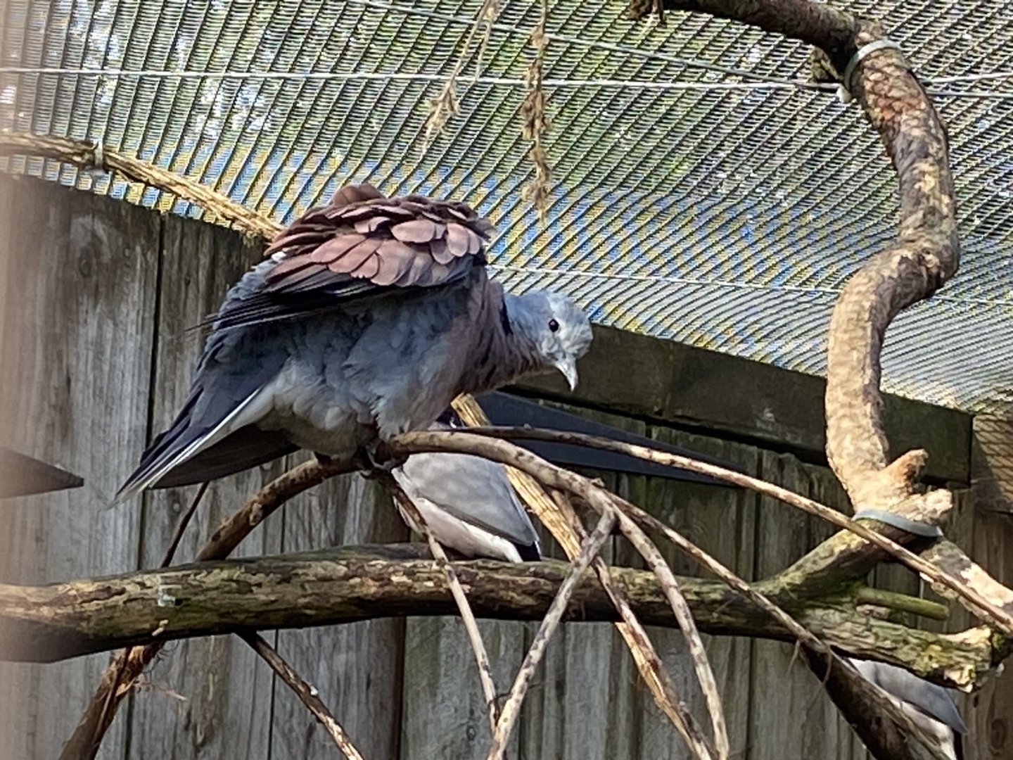 Red turtle dove 241023