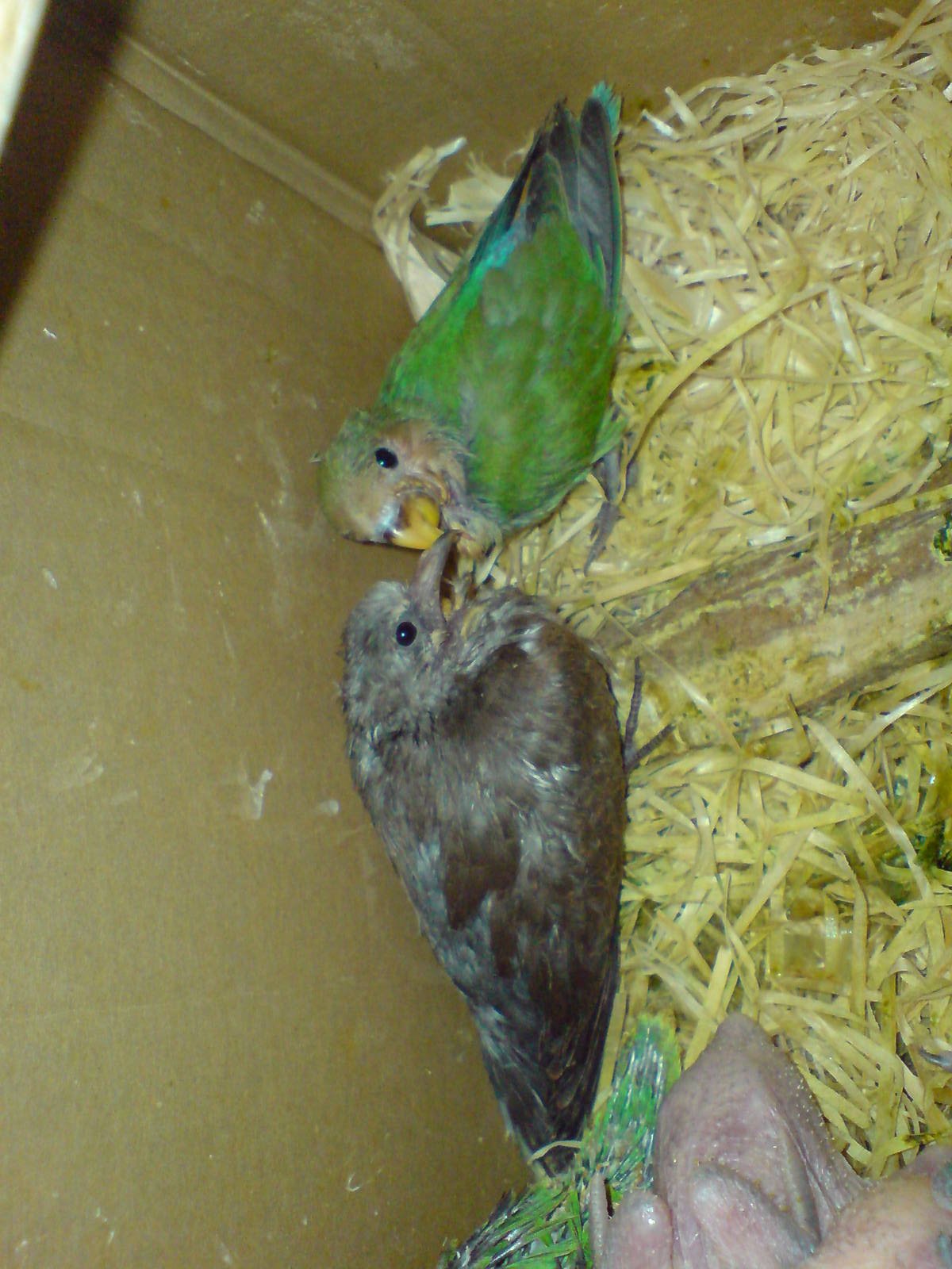Red turtle dove and -Rosy-faced lovebirds chick's
