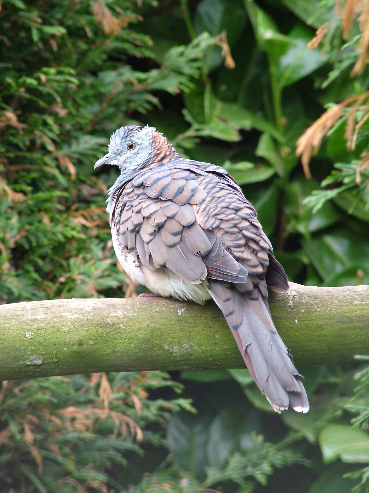 Red Turtle Dove at Twycross 13/09/09
