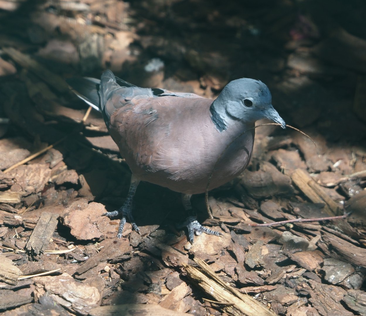 Red turtle dove (Streptopelia tranquebarica), 2024-05-24
