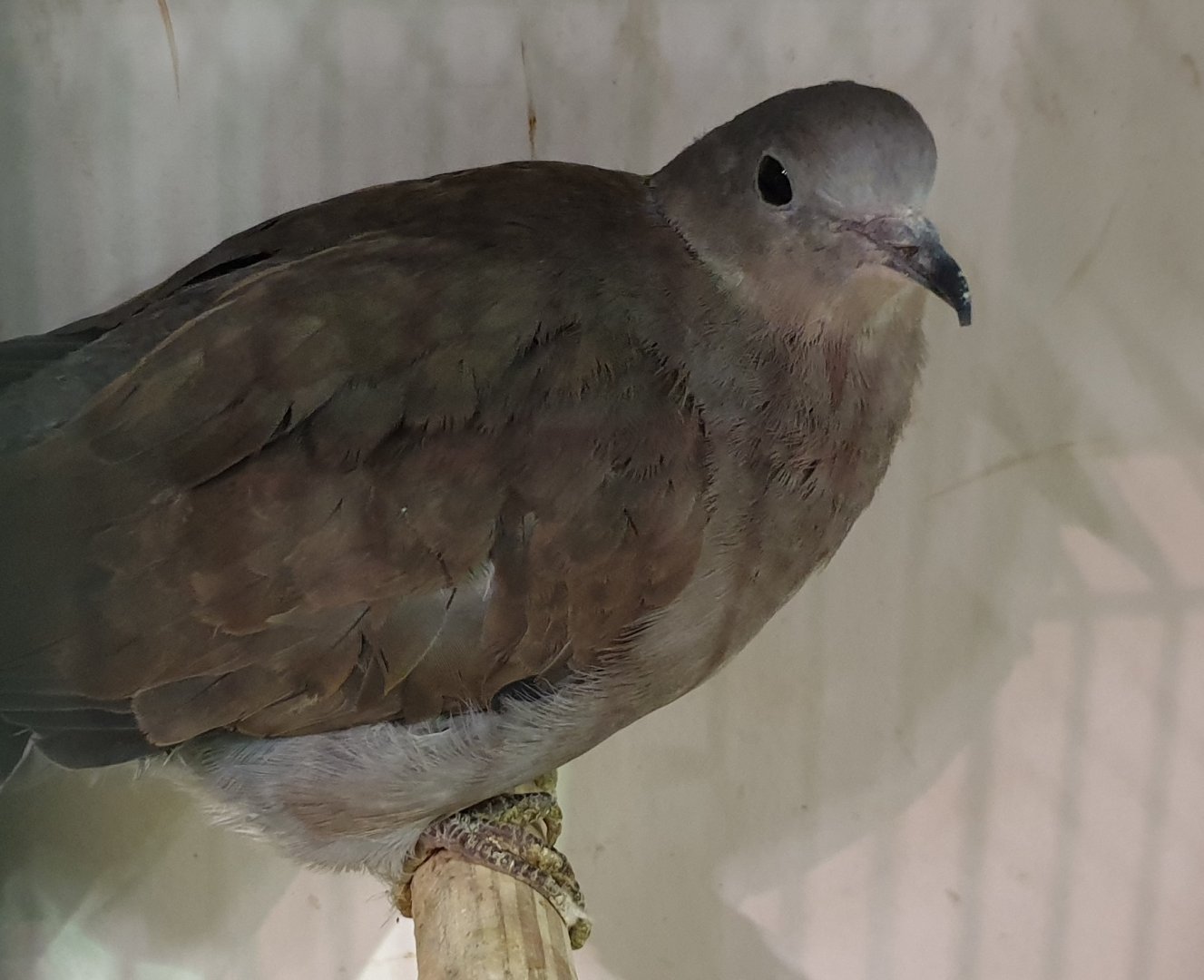 Red turtle dove - Streptopelia tranquebarica - female
