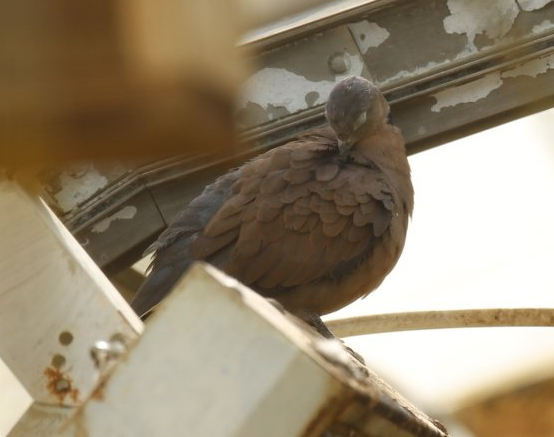 Red turtle dove (Streptopelia tranquebarica)