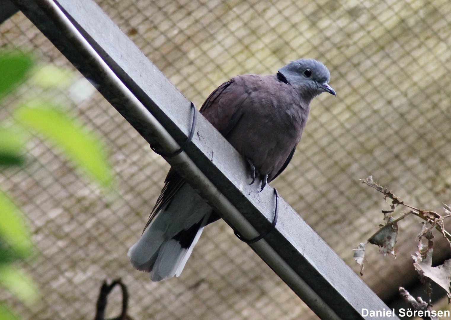 Red turtle dove (Streptopelia tranquebarica)