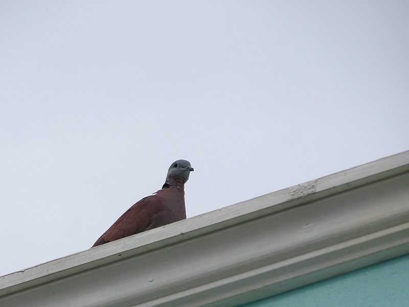 Red turtle dove (Streptopelia tranquebarica)