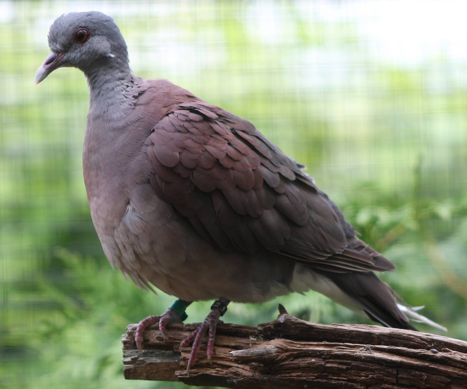 Red turtle dove