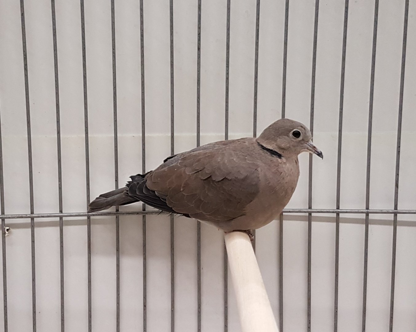 Red turtle-dove
