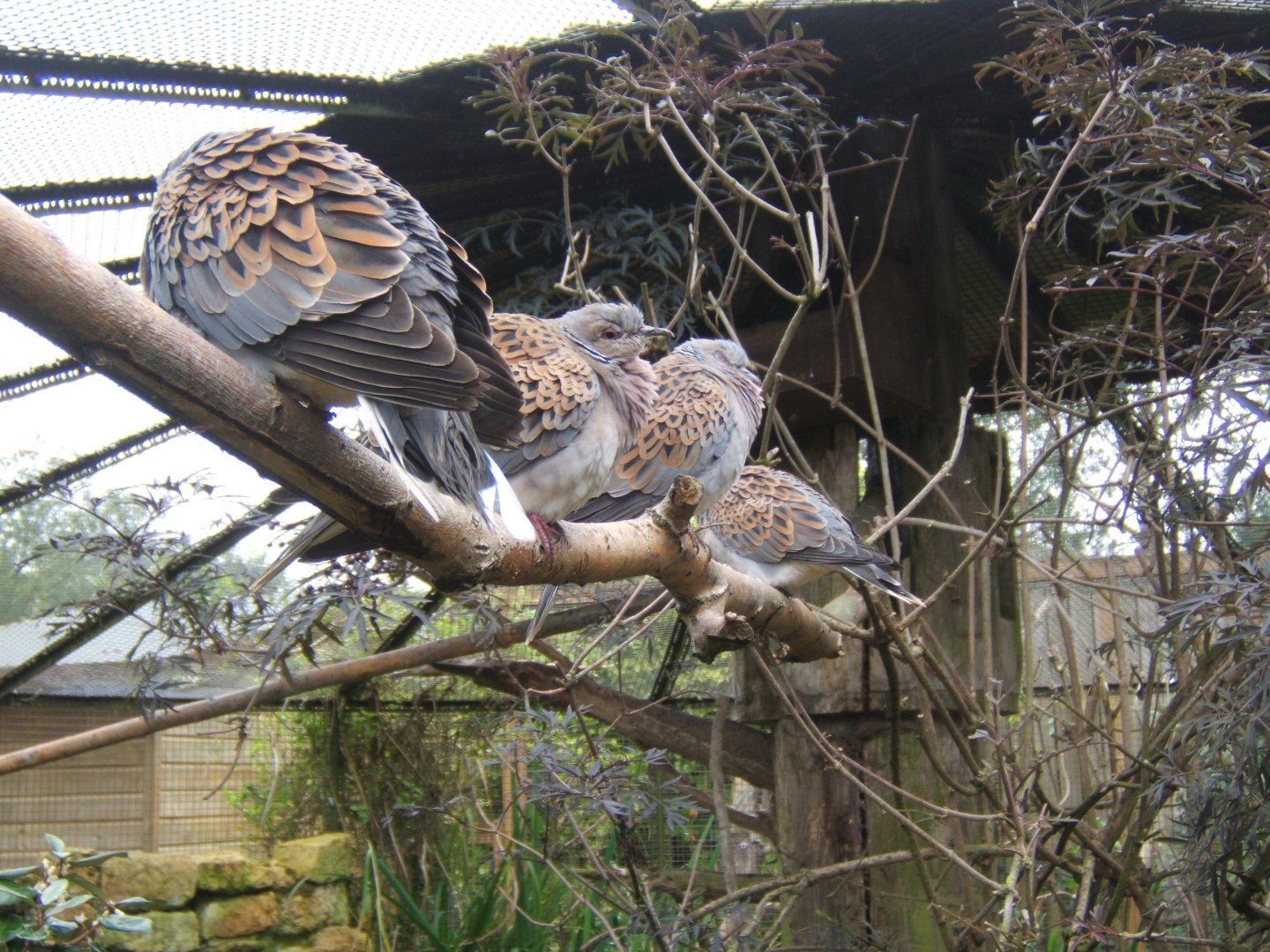 Red Turtle Doves 10/09/2017