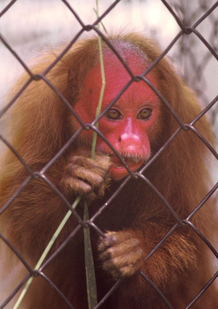 Red uakari 1973