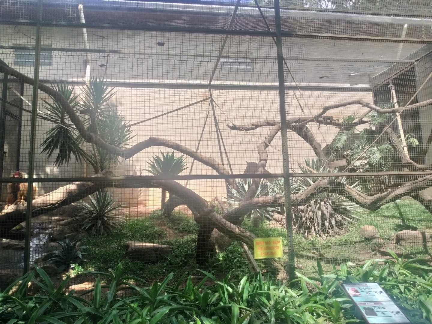 Red uakari and bearded saki enclosure