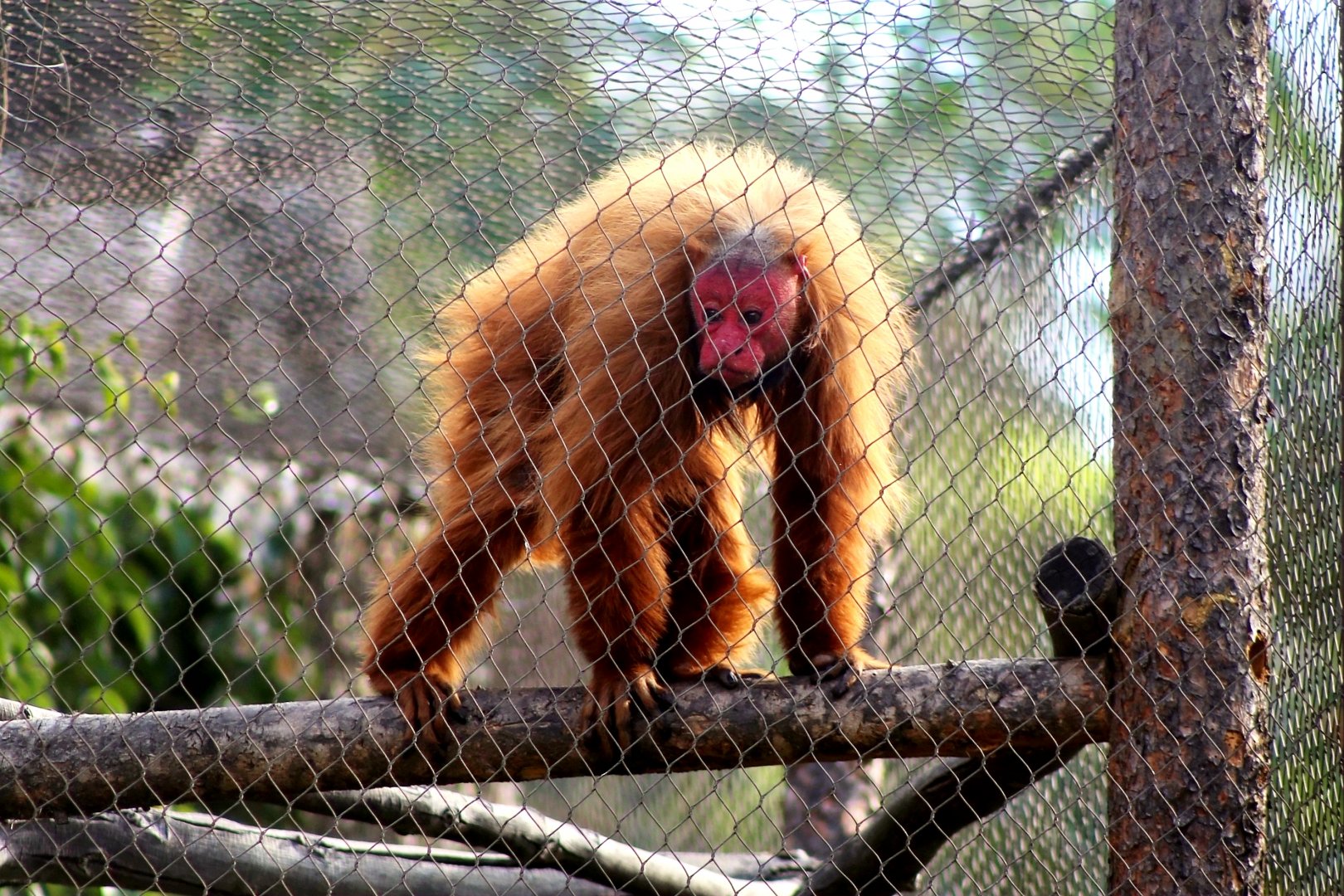 Red Uakari (Cacajao calvus), December 2019