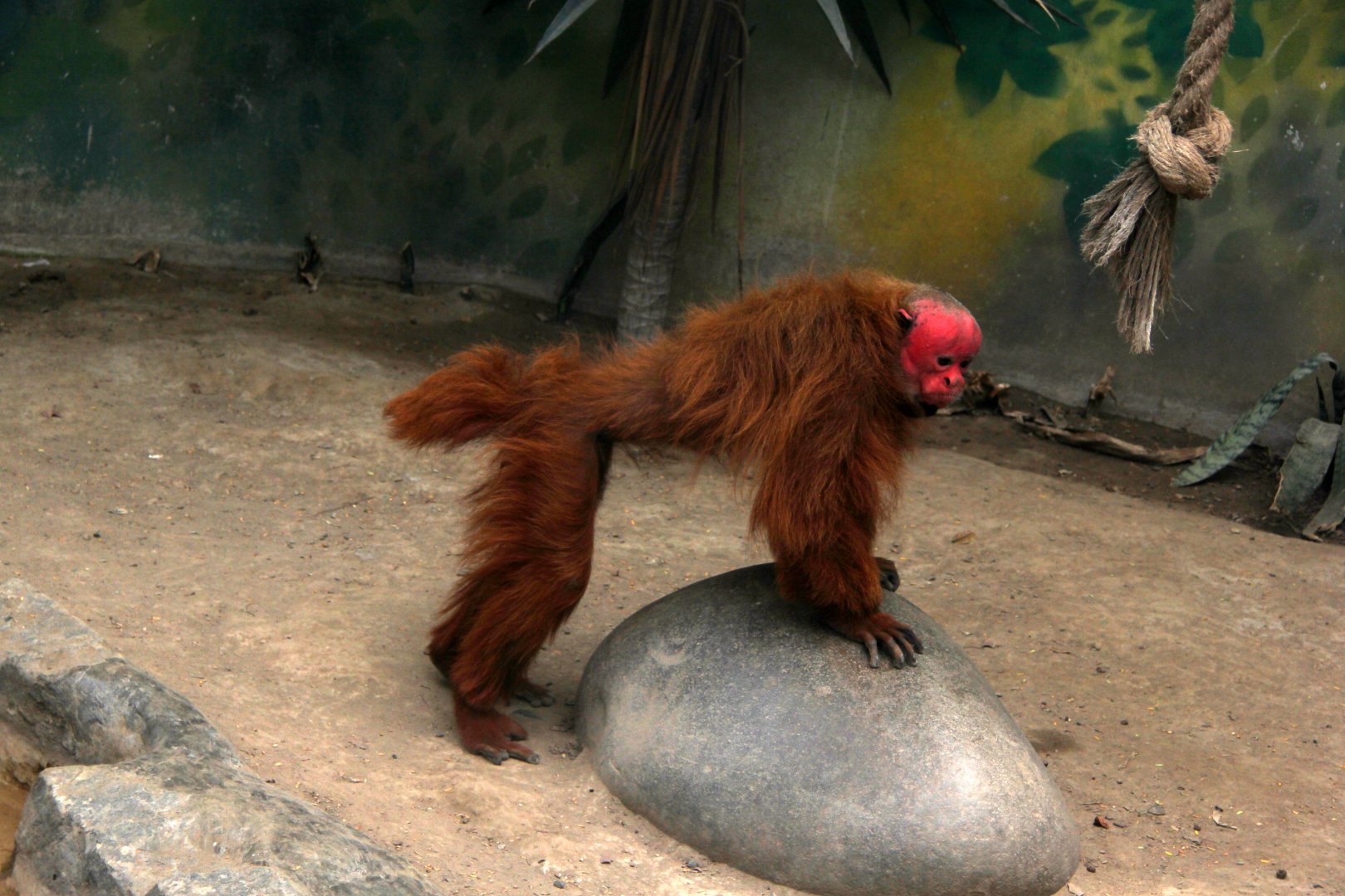 Red uakari (Cacajao calvus rubicundus)