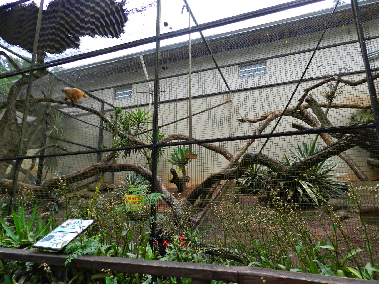 Red uakari exhibit - Zooparque Itatiba