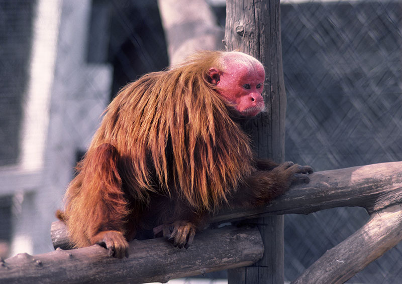 Red uakari male 1976