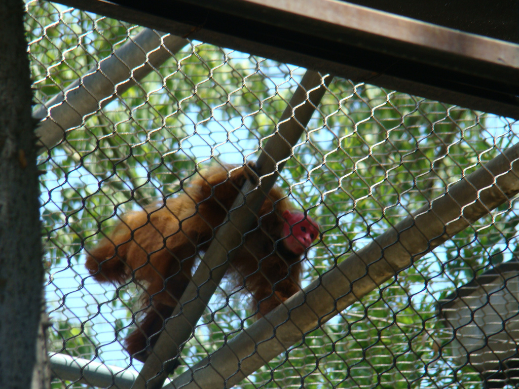 Red Uakari Monkey at the Los Angeles Zoo