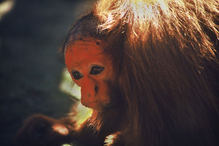 red uakari
