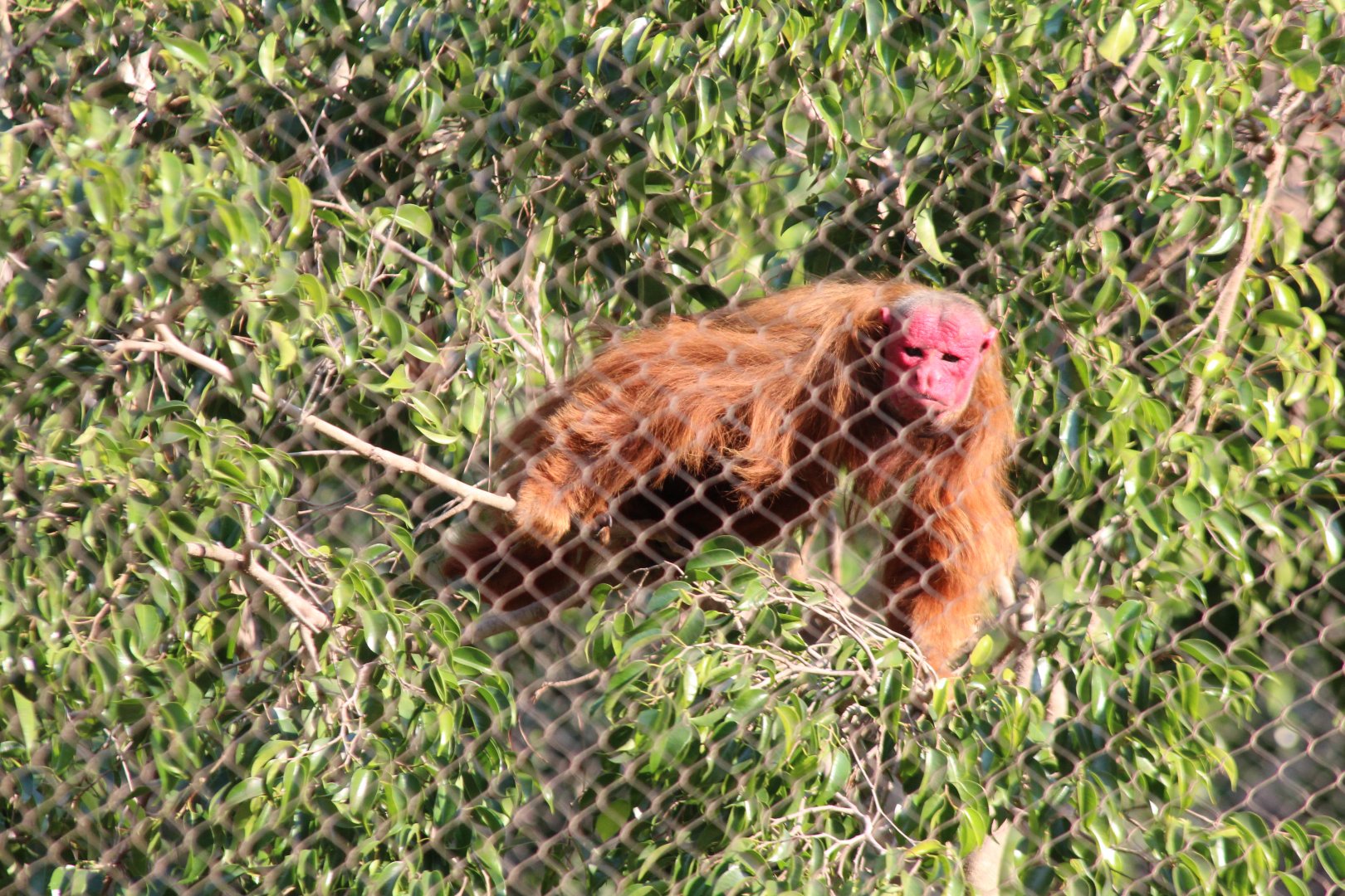 Red Uakari