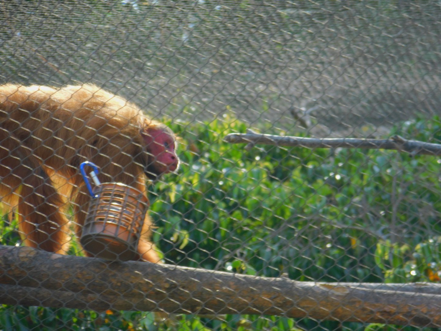 Red Uakari