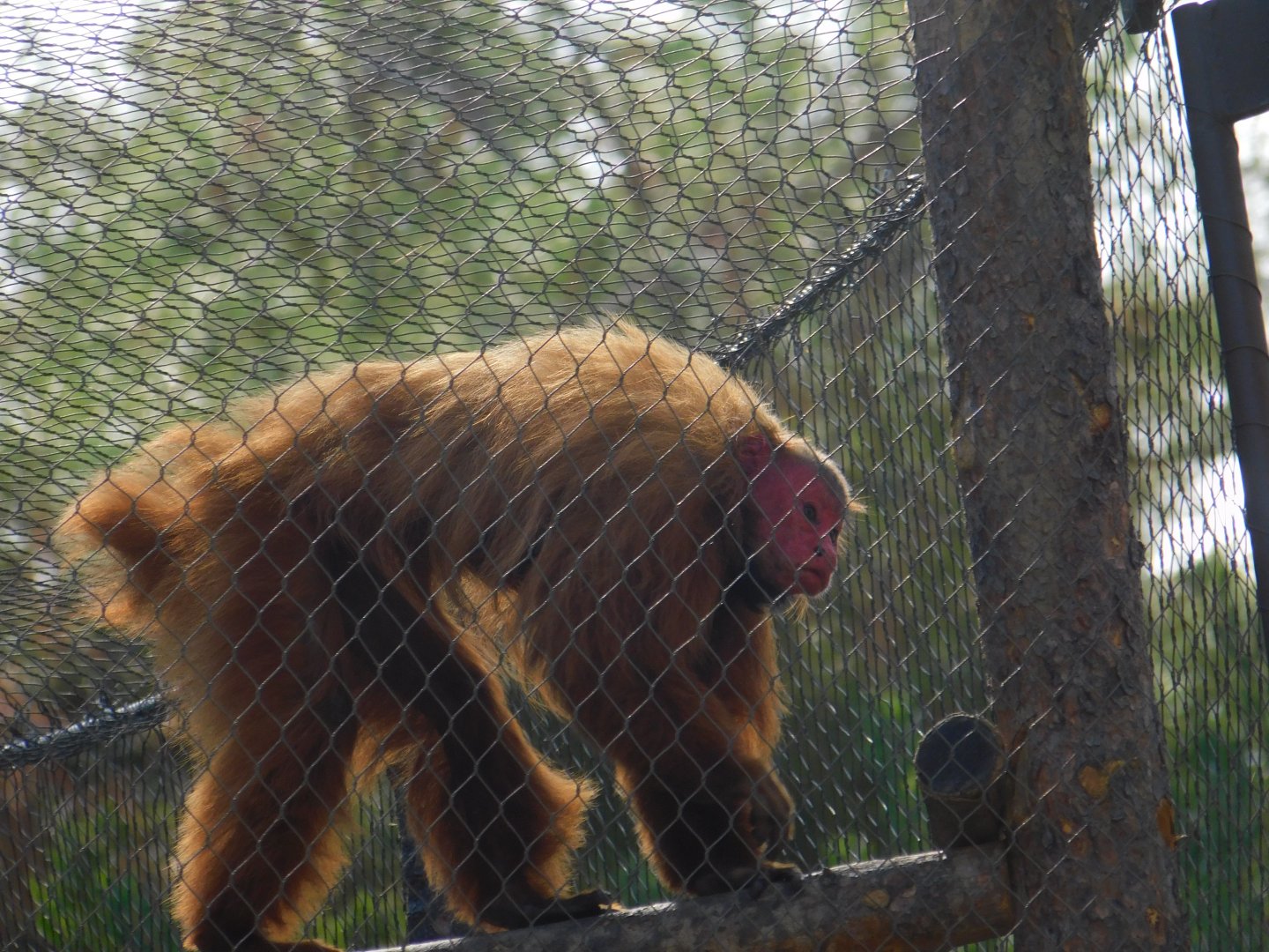 Red Uakari